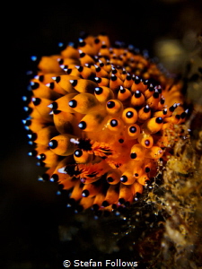 Frizzy ... Nudibranch - Janolus sp. Bali, Indonisia by Stefan Follows 
